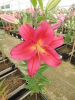 [4265 Tarrango No02.JPG]